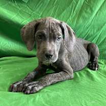 Thumbnail photo of Rex #2