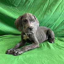 Thumbnail photo of Rex #3