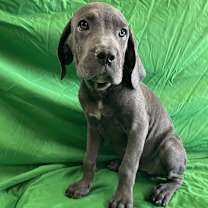 adopt-pet