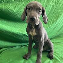 adopt-pet