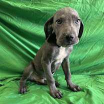 adopt-pet