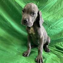 adopt-pet