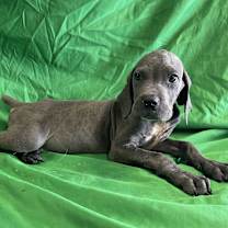 Thumbnail photo of Luca #2