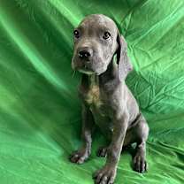 Thumbnail photo of Luca #3