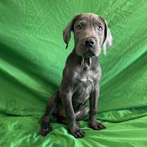 adopt-pet