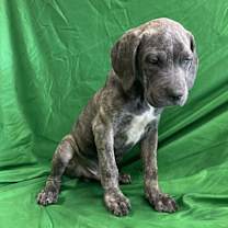 adopt-pet