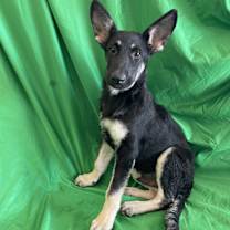 adopt-pet
