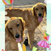 Thumbnail photo of Scotty #3