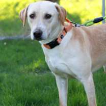 Thumbnail photo of Laddie ⭐️ #1