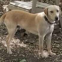 Thumbnail photo of Laddie ⭐️ #2