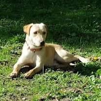 Thumbnail photo of Laddie ⭐️ #3