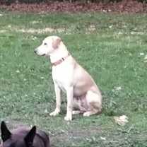 Thumbnail photo of Laddie ⭐️ #4