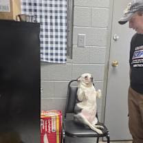 Thumbnail photo of Fancy #3