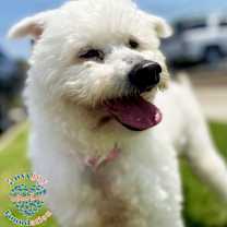 Thumbnail photo of Buddy COH #1