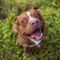 Thumbnail photo of Short Stack (Shorty) #2