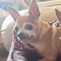 Thumbnail photo of Pepito #1