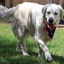 adopt-pet