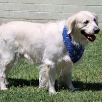 adopt-pet