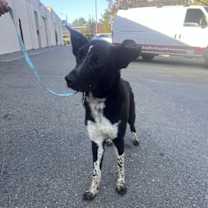 Thumbnail photo of BEETHOVEN #1