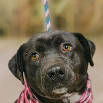 Thumbnail photo of Labs, Labs #2