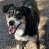 adopt-pet