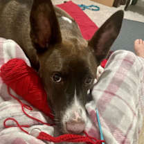 Thumbnail photo of Chloe #4