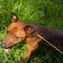 Thumbnail photo of Moose #4