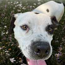 Thumbnail photo of Odie Jackson #2