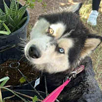 adopt-pet