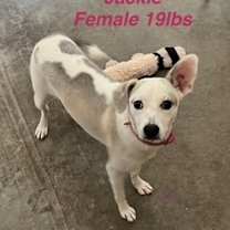 Thumbnail photo of Winnie/Jackie #1