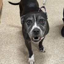 Thumbnail photo of Roxy #1