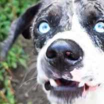 Thumbnail photo of Fritz #1