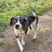 Thumbnail photo of Fritz #2