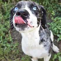 Thumbnail photo of Fritz #3