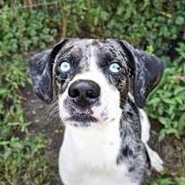 Thumbnail photo of Fritz #4