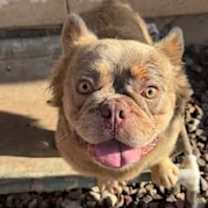 adopt-pet