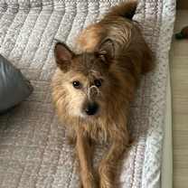 Thumbnail photo of Giri #2