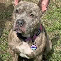 Thumbnail photo of Millie #1