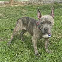 Thumbnail photo of Millie #4