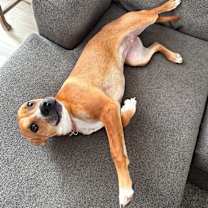 adopt-pet