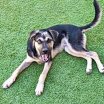 adopt-pet