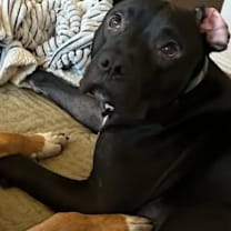 Thumbnail photo of Gino #4