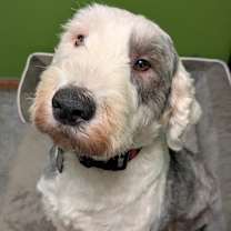 Thumbnail photo of Obi-Wan #2