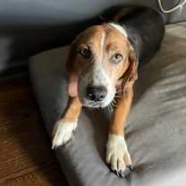 Thumbnail photo of Max the Quiet Hound #1