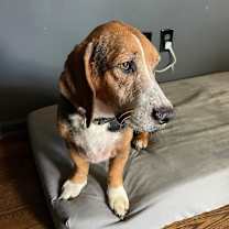 Thumbnail photo of Max the Quiet Hound #2