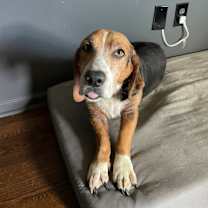 Thumbnail photo of Max the Quiet Hound #3