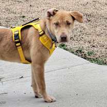 Thumbnail photo of Aria #2