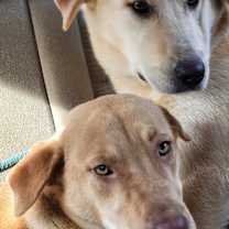 Thumbnail photo of Aria #4