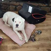 Thumbnail photo of Nova #2