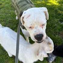 Thumbnail photo of Nova #3